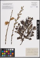 Foto von Salix cinerea L.